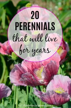 pink flowers with text overlay that reads 20 perennials that will live for years