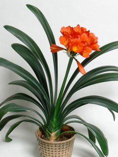 an orange flower in a basket on a white background