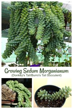 growing sedum morganium from seed to plant with instructions for beginners