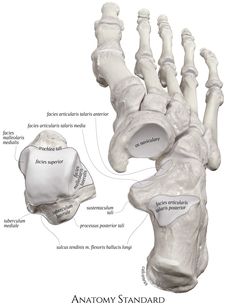 the bones of the foot and ankle are labeled