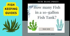 a book with the title how many fish in a 10 gallon fish tank?