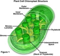 the structure of a plant cell with labels on each section and labeled parts labelled below