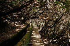 a path in the woods with lots of trees