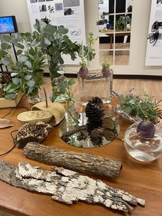 several different types of plants in glass vases on a table with wood sticks and rocks