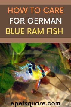 how to care for german blue ram fish in an aquarium with text overlay reading how to care for german blue ram fish