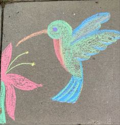 a chalk drawing of a hummingbird and flower on the sidewalk with colored chalks