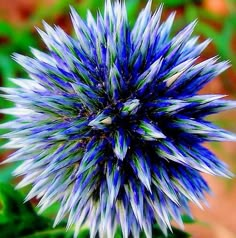 a blue and white flower with green leaves in the background