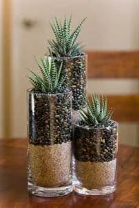 three glass vases filled with plants on top of a wooden table