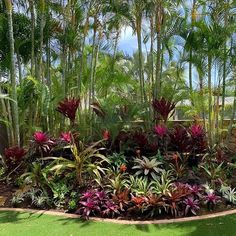 the garden is full of tropical plants and trees