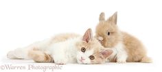 an orange and white cat laying next to a bunny