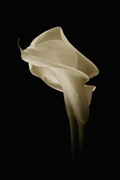 a flower that is in the dark on a black background