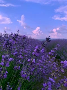 lavender flowers blooming in a field under a cloudy blue sky