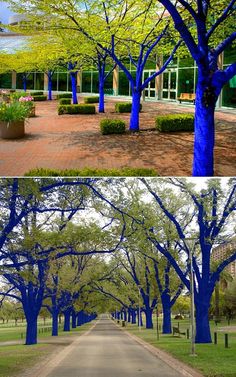 blue trees line the street in front of a building