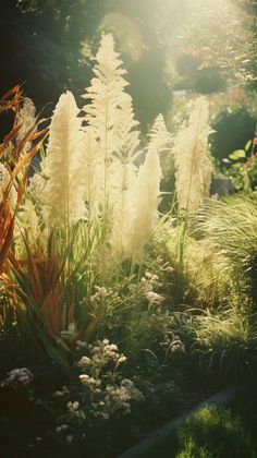 the sun shines on some white flowers and grass