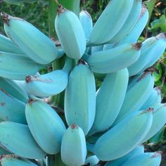 bunches of bananas still on the tree ready to be picked