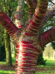 the trunk of a tree with red and gold stripes