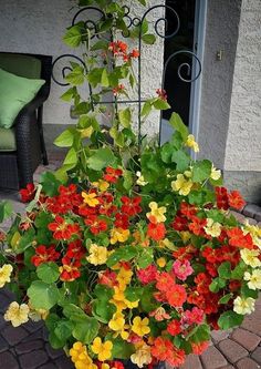 a potted plant with colorful flowers in front of a patio chair and door way