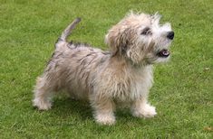 a small gray dog standing on top of a lush green field