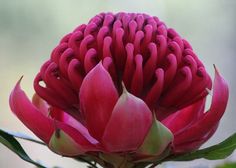 Waratah flower Waratah Flower, Australian Flora