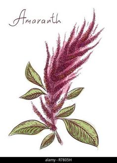 Amaranthus Flower, Artemis Tattoo, Amaranth Flower, Temple Decor, Farm Signs, Friend Tattoos, Amaranth, Tattoo Placement