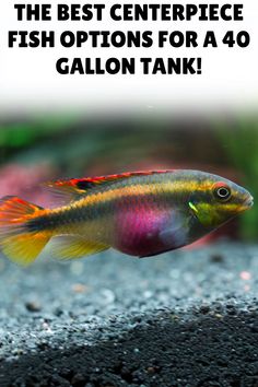 a fish that is swimming in an aquarium with the caption, the best centerpiece fish options for a 40 gallon tank