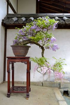 a bonsai tree with purple flowers in a pot next to a small table on the ground