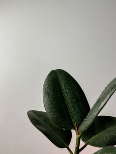 a green plant with water droplets on it's leaves in front of a white wall