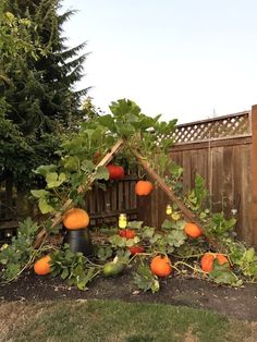 an outdoor garden with pumpkins growing on it