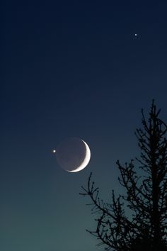 the moon and venus are visible in the night sky above some pine tree branches with no leaves on them