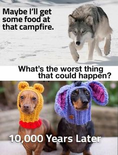 two dogs wearing hats with caption saying maybe i'll get some food that campfire what's the worst thing that could happen? 10 years later