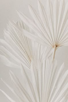 the shadow of a palm tree is cast on white paper with long, thin leaves