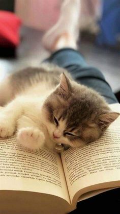 a cat laying on top of an open book with it's paw resting on the pages