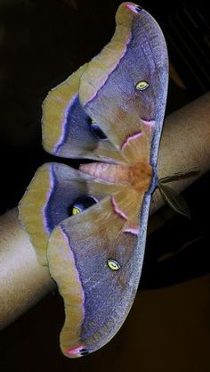 a large purple and yellow moth sitting on top of a tree branch in the dark