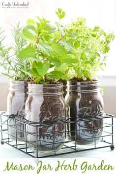 mason jar herb garden with text overlay