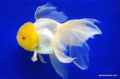 a yellow and white fish swimming on top of blue water with bubbles in it's mouth