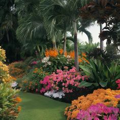 colorful flowers and palm trees in a tropical garden