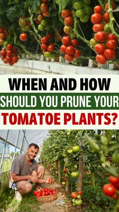 When and how should you prune your tomato plants? How To Prune Tomato Plants, Cherry Tomato Plants Growing Tips, Victory Garden Plans, How To Prune Tomatoes For Maximum Yield, Adobe Garden, Transplanting Tomato Plants, How To Prune Tomatoes, Topping Tomato Plants, Tomato Tree