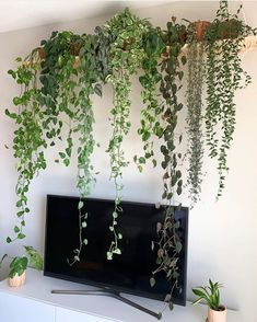 a flat screen tv sitting on top of a white shelf next to plants and potted plants