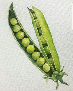 watercolor painting of peas on white paper with green leaves and pods in the middle