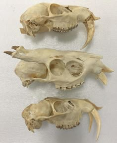 three different types of animal skulls displayed on a white surface with no one in it