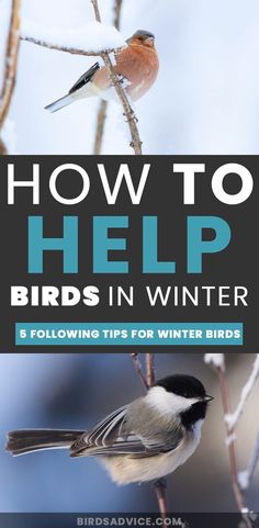 birds sitting on branches with the words how to help birds in winter and following tips for winter birds