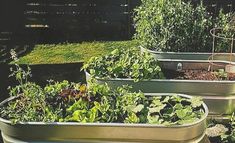 several metal containers filled with different types of plants