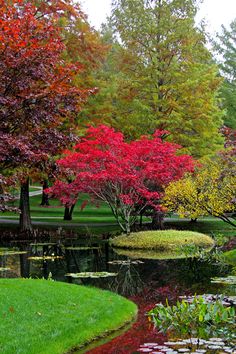 a pond surrounded by colorful trees and water lilies