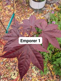 a red leaf with the words empor 1 on it in front of some plants