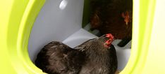 two chickens in a toilet with their heads stuck inside the toilet bowl, one pecking at the other