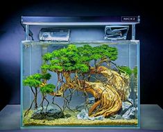 an aquarium filled with trees and rocks