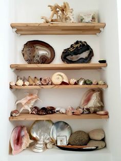 some shelves filled with different types of seashells