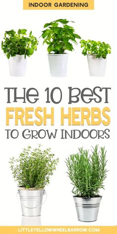 the 10 best fresh herbs to grow indoors