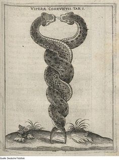 a drawing of a snake with its tongue curled up in the shape of a spiral