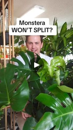 a man standing next to a green plant with the caption monstera won't split?